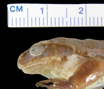 Media type: image; Herpetology A-2553
